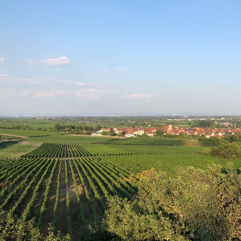 Ferienwohnungen an der Weinstraße